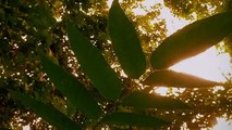 23.Nature Cinematic Video - Cinematic vlog alam