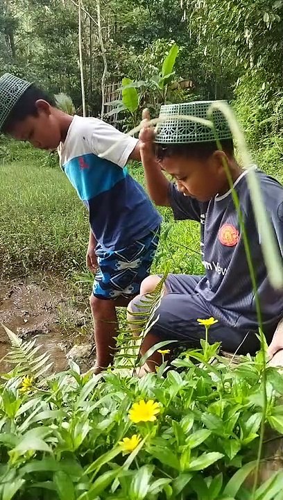 Berburu ikan Channa Limbata bareng sama bocil-bocil
