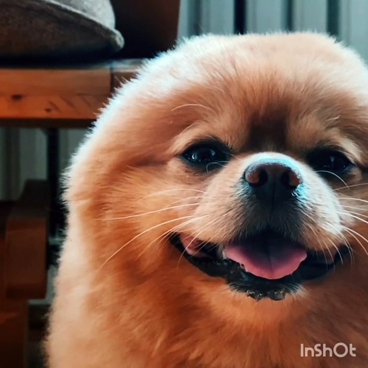 Dog animals video