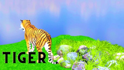 Learn About Animals  Learn Animals For Kids  Pre School Junior