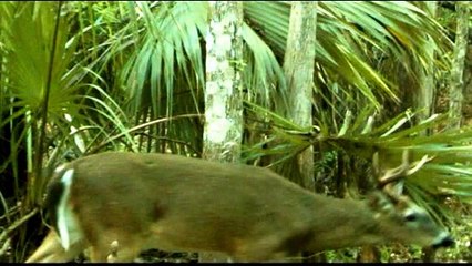 A look at what moved in front of our trial camera  see for yourself