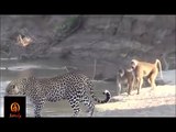 Baboon vs Leopard - Baboon Win ► Jarade Chanel