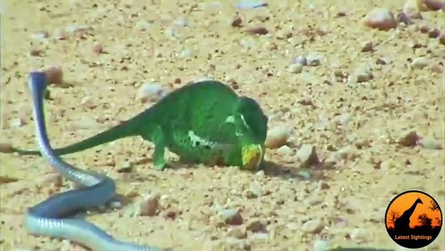 Boomslang Snake vs Chameleon - Latest Wildlife Sightings