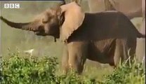 Cute baby elephants fighting! David Attenborough - BBC wildlife