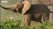 Cute baby elephants fighting! David Attenborough - BBC wildlife