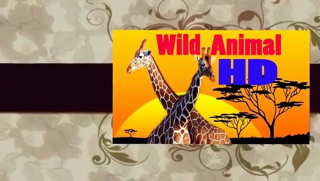 Eagle attacks Wolf, Cat, Cangaroo,Dog,other Animals - Animal Attack Video Compilation