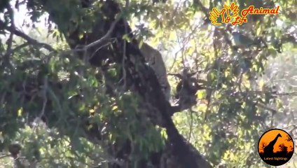 Elephant herd with a cute baby - Kruger Sightings - 23 Feb 2011  - Online Funny  Entertaiment TV