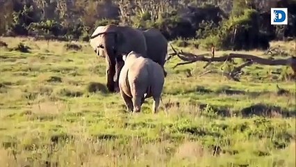 Elephant vs Rhino Intense Fight - Wild Animals