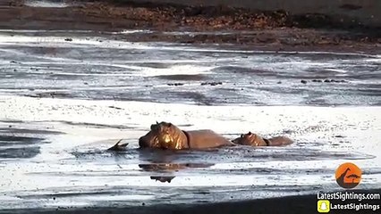 Hippo Kills an Impala That's Stuck in Mud After Lions Chased it (2)