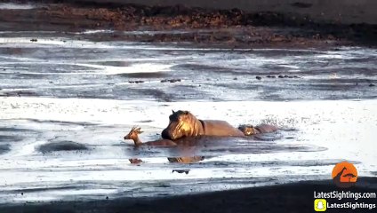 Hippo Kills an Impala That's Stuck in Mud After Lions Chased it