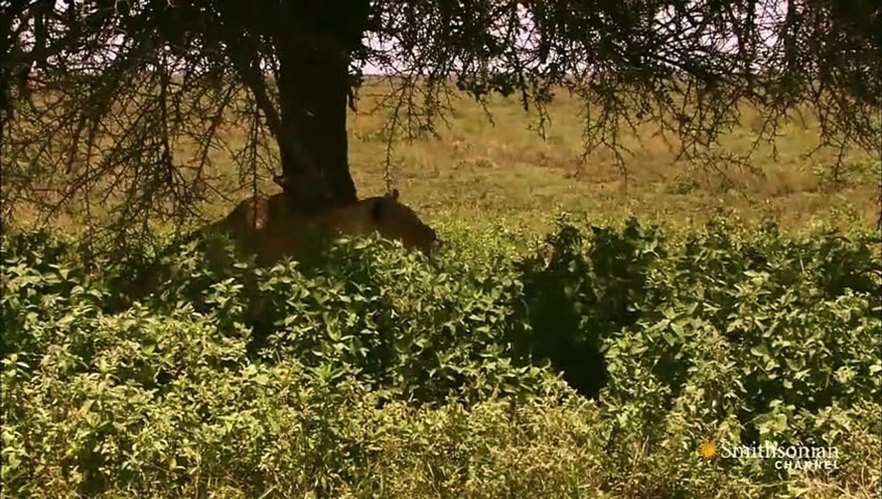 Lion Vs