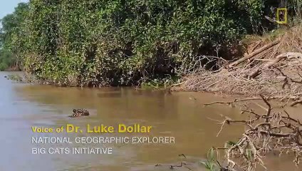 Jaguar Attacks Crocodile (EXCLUSIVE VIDEO)