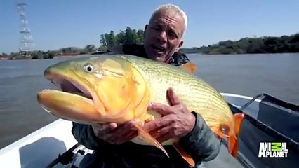 Legendary River Predators Up Close and Personal