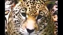 Leopard vs crocodile. Jaguar attack giant anaconda