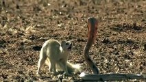 Mongoose Attack Cobra Snake incredible Fighting Video - 코브라 전투 대 몽구스 - Video HD (2)