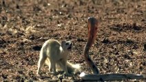 Mongoose Attack Cobra Snake incredible Fighting Video - 코브라 전투 대 몽구스 - Video HD