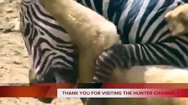 Most Amazing Wild Animal Attacks - Crocodile vs Zebra - Crocodile Attacks Zebra - Lion vs Zebra