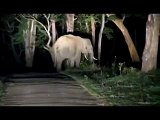 MUST WATCH!!!Elephants fighting in a forest path in Kerala