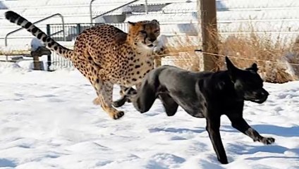 Pet Dogs vs Leopard   Sudden Death As 3 Pet Dogs Attack Wild Leopard - (CCTV Footage)
