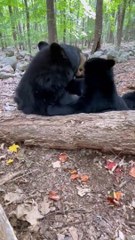 Mother Bear Plays With Her Cub