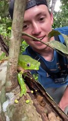 Walking Monkey Frog