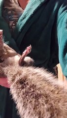 Clover The Squeaky Squirrel