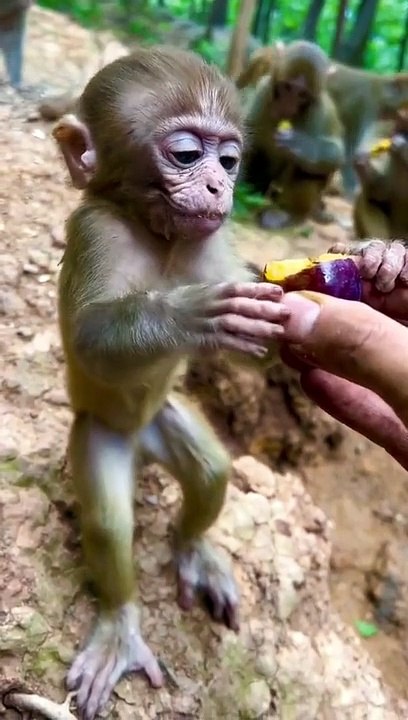 One Happy Monkey
