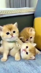 Cute little fluffy kittens