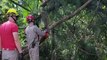 Bombeiros são mobilizados para poda de árvore no Esmeralda