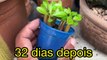 Germinando Sementes de Rosa do Deserto em Pequenos Espaços_ Dicas e Truques