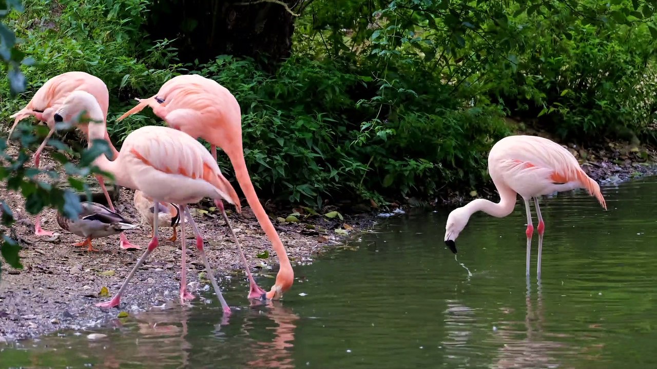 Flamingo birds 4k 30fps