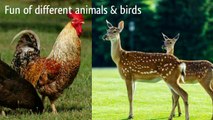 Fun of different animals and birds | Birds and animals | funny content