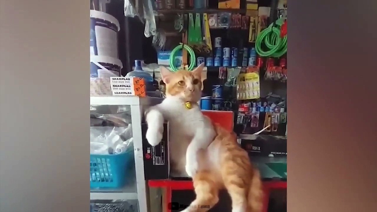BEST MEMES COMPILATION 2023 #40