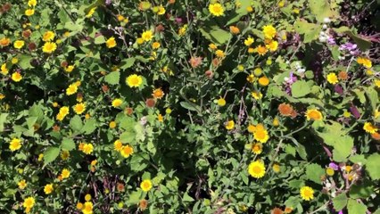Doğada Yara Otu Pulicaria dysenterica Nasıl Kullanılır Faydaları Nelerdir