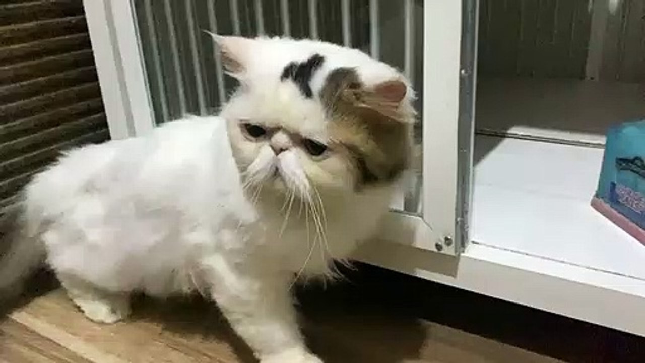 Kucing berkumis