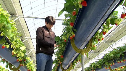 [新농비] S대 출신 청년농부...체험 스마트팜으로 승부수 / YTN