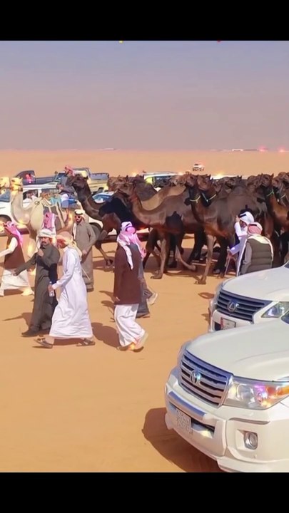 Wonderful Arabian Camels