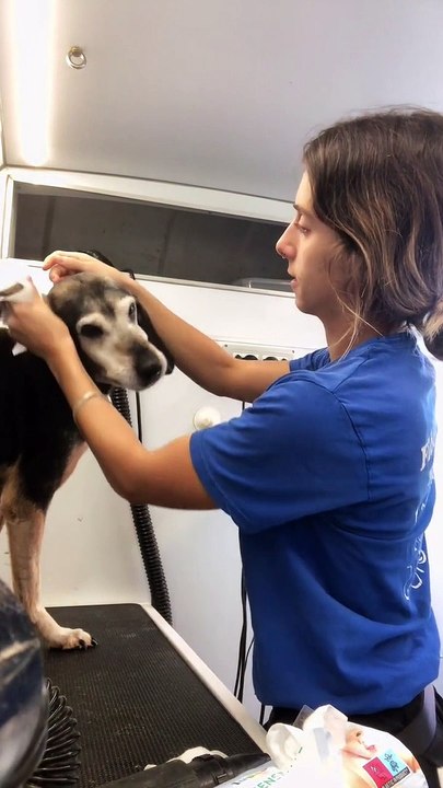 Sassy Doggie Likes Having Clean Ears