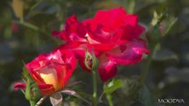 4K HDR Video Daily Nature - Valentine Roses