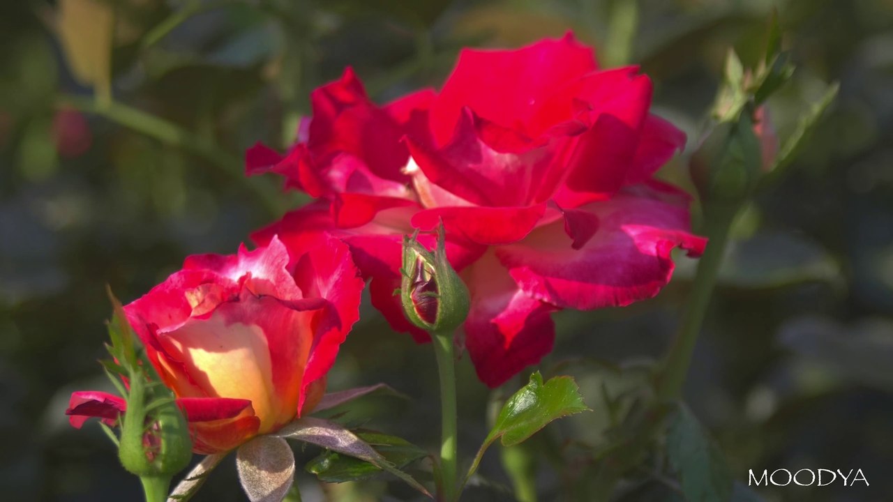 4K HDR Video Daily Nature - Valentine Roses