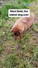 ¡Increíble! Conoce a Bobi, el perro más longevo del mundo 🐶