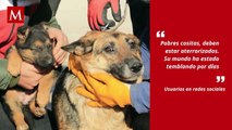 Perro abraza a gato después del terremoto en Turquía; fueron salvados de los escombros