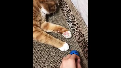 Funniest Animals  Funniest Cats and Dogs Video _ Cat Clubs