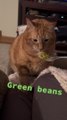 Cat Gags on Being Offered Green Beans