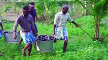 BIG BRINJAL _ Fried Baingan Recipe _ Brinjal Tawa Fry Recipe Cooking in Village _ Eggplant Recipe