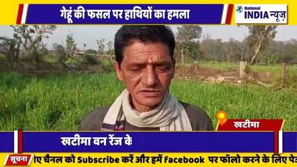 उत्तराखंड के खटीमा मे गेहूं की फसल हाथियों ने किया खराब किसान हुआ परेशान