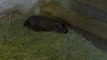 Meet the Newest Baby Pygmy Hippo at the Wildlife World Zoo, Aquarium & Safari Park!