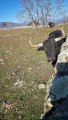 Un toro bravo se rasca al lado de un fotógrafo