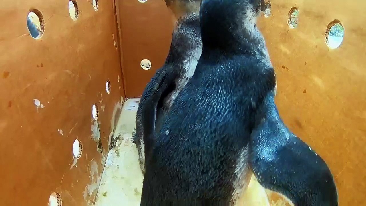 The Aquarium - Se1 - Ep08 - Baby Otter Rescue HD Watch