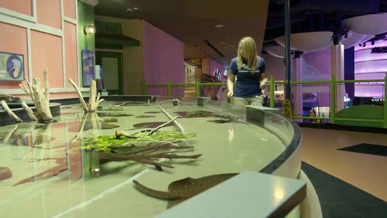 The Aquarium - Se2 - Ep01 - Big is Beautiful HD Watch